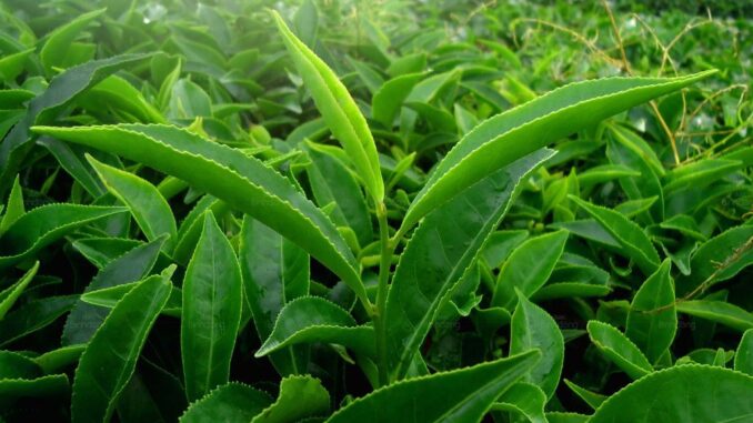 Uống Nước Lá Gì Tốt Cho Gan Thận? Cảnh Báo Khi Lạm Dụng Không Đúng Cách